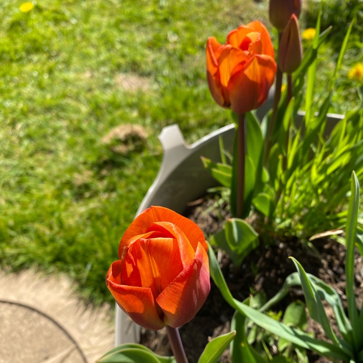 Plant image Tulipa 'Brownie'