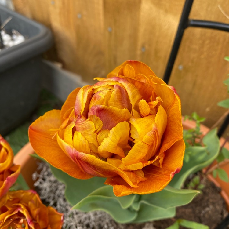 plant image 1471628