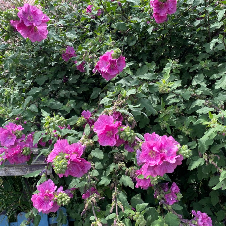 plant image 1503823 plant image 1503823