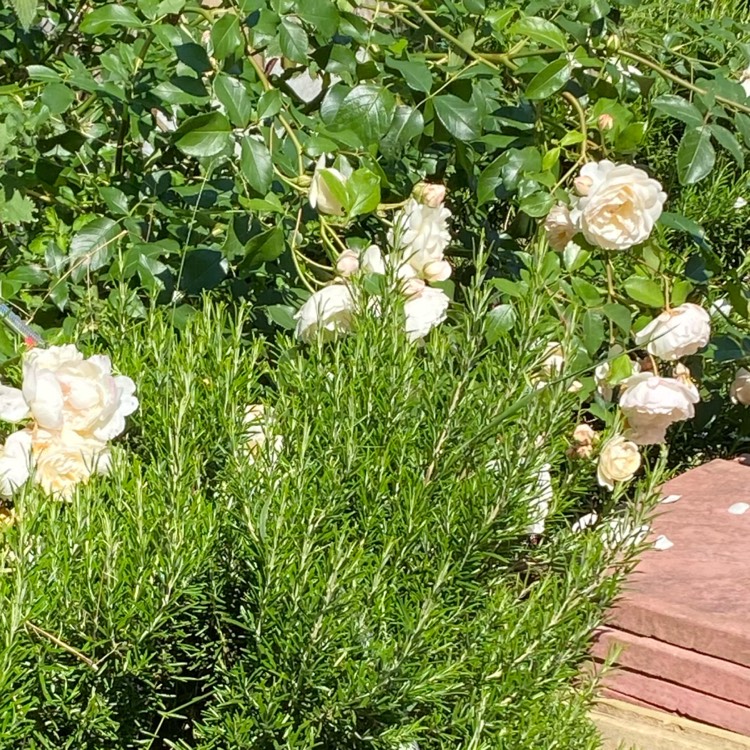 plant image 1511256