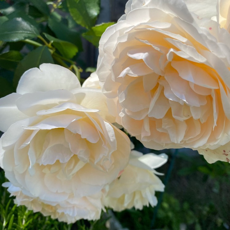 plant image 1511337