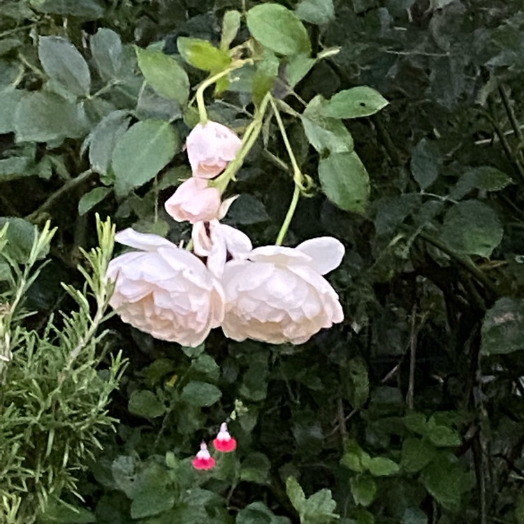 plant image 1526326