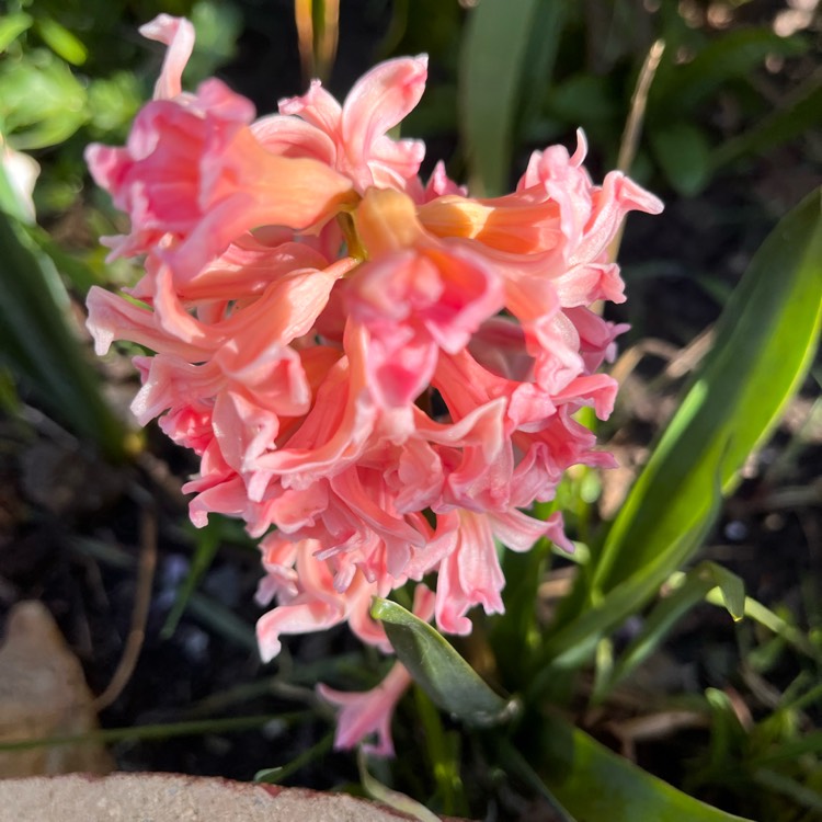 plant image 1572751 plant image 1572751