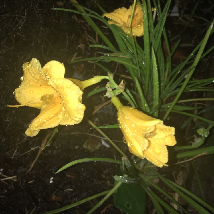 plant image 208422