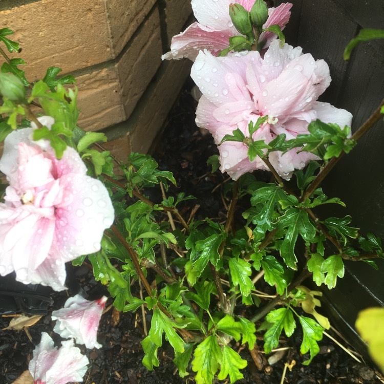 Plant image Hibiscus syriacus 'Pink Chiffon'