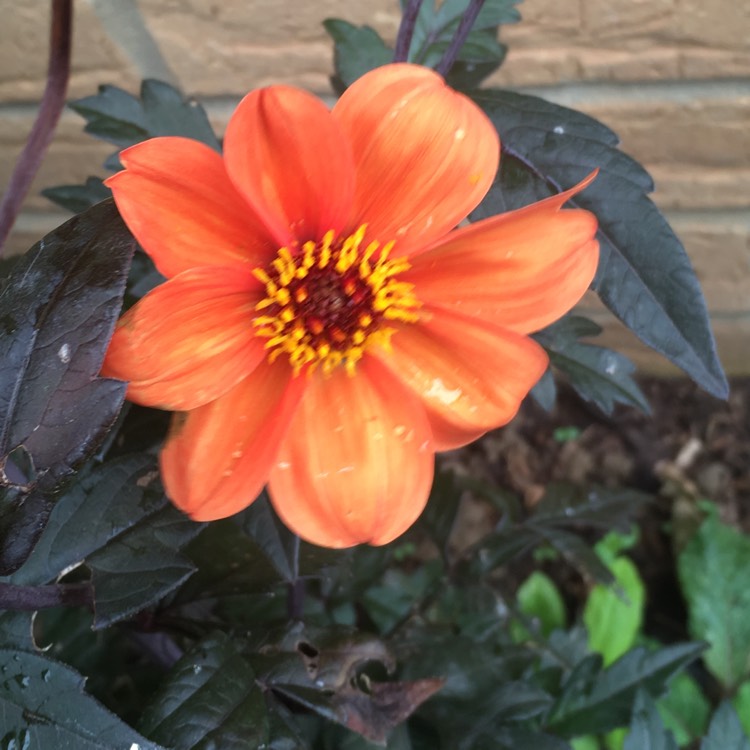 Plant image Dahlia 'Bishop of Oxford'