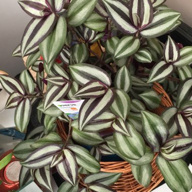 Tradescantia zebrina  syn. Tradescantia tricolor, Tradescantia zebrina pendula, Tradescantia pendula