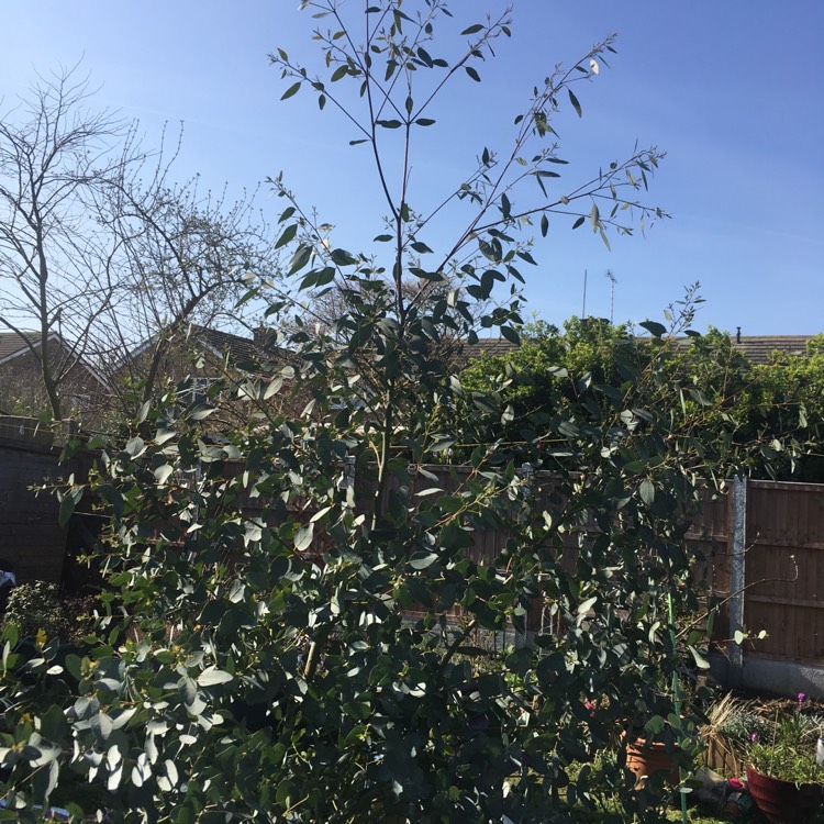plant image 332992