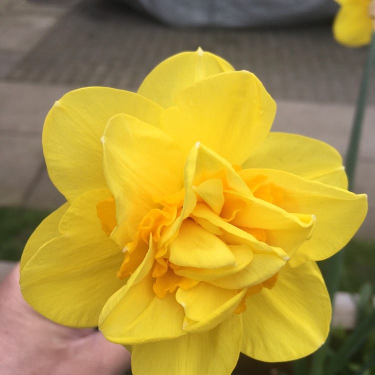 Plant image Narcissus 'Golden Ducat'