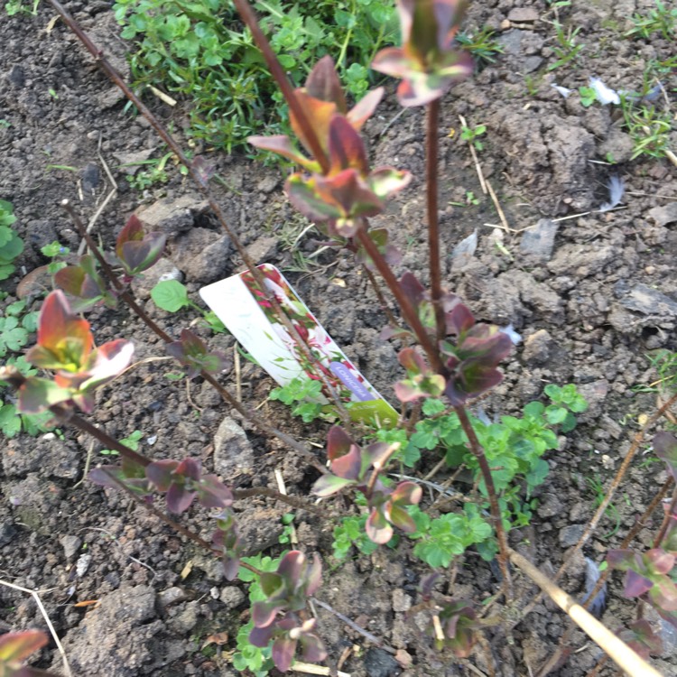 plant image 342299