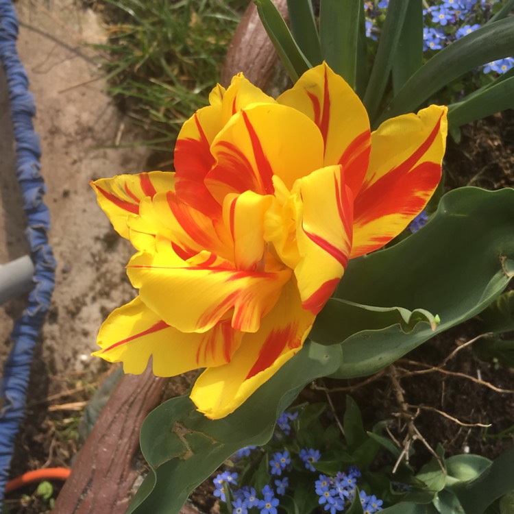 plant image 345173