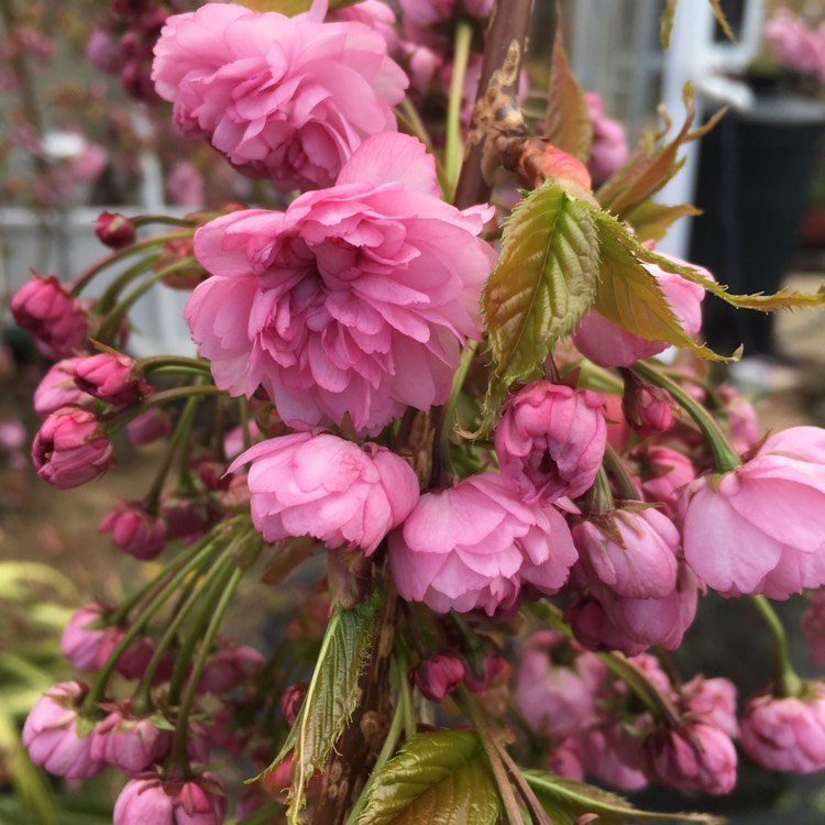 Plant image Prunus Serrulata 'Kiku-Shidare Zakura'