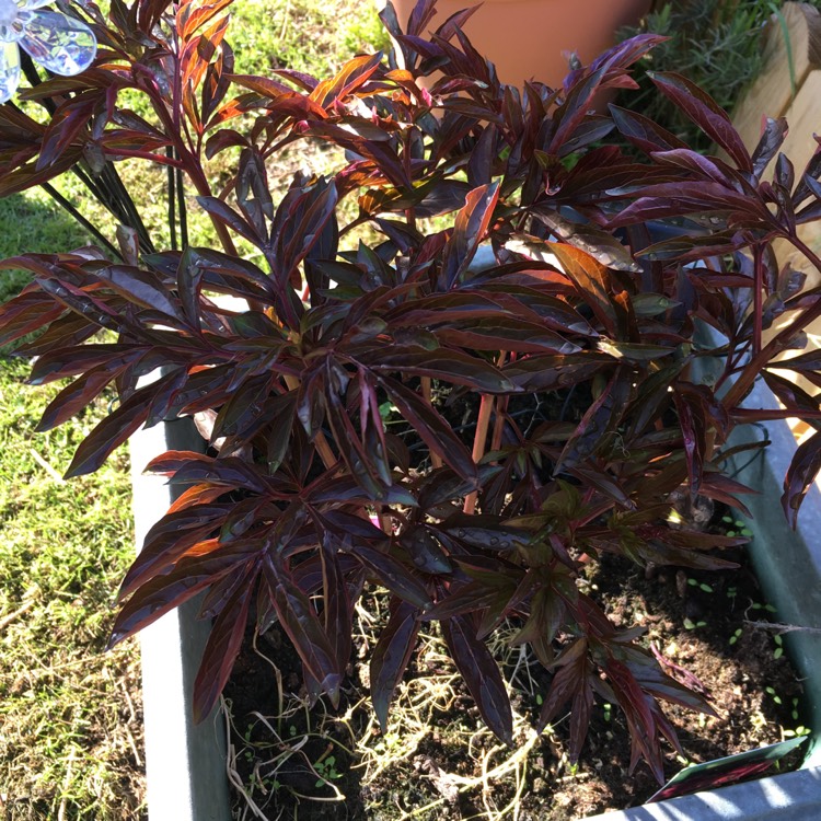 Plant image Paeonia lactiflora 'Doctor Alexander Fleming'
