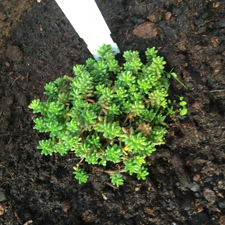 Plant image Sedum Album