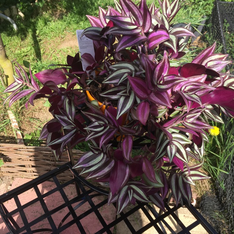 plant image 358141