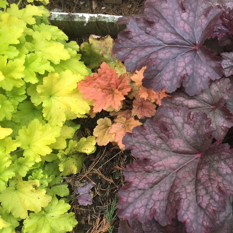 Plant image Heuchera 'Peach Flambe'