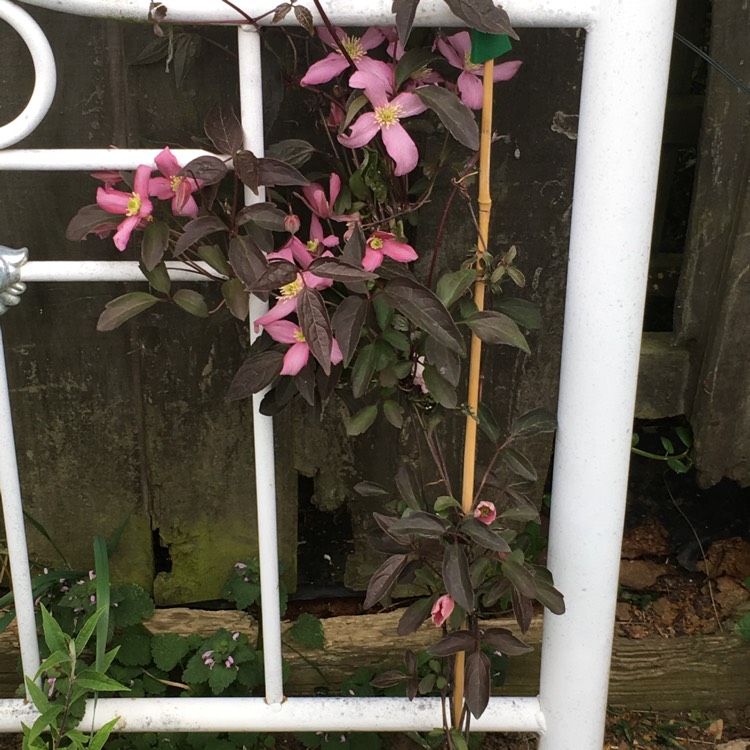 Plant image Clematis montana 'Warwickshire Rose'