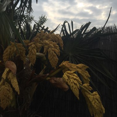 Trachycarpus fortunei syn. Chamaerops fortunei, Chamaerops excelsa