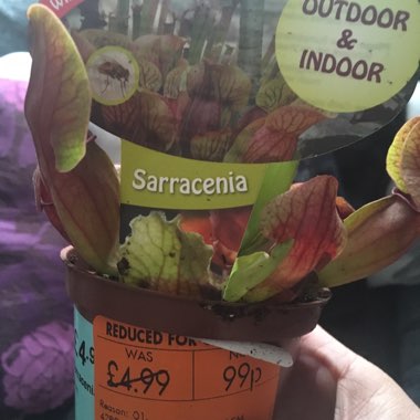 Sarracenia