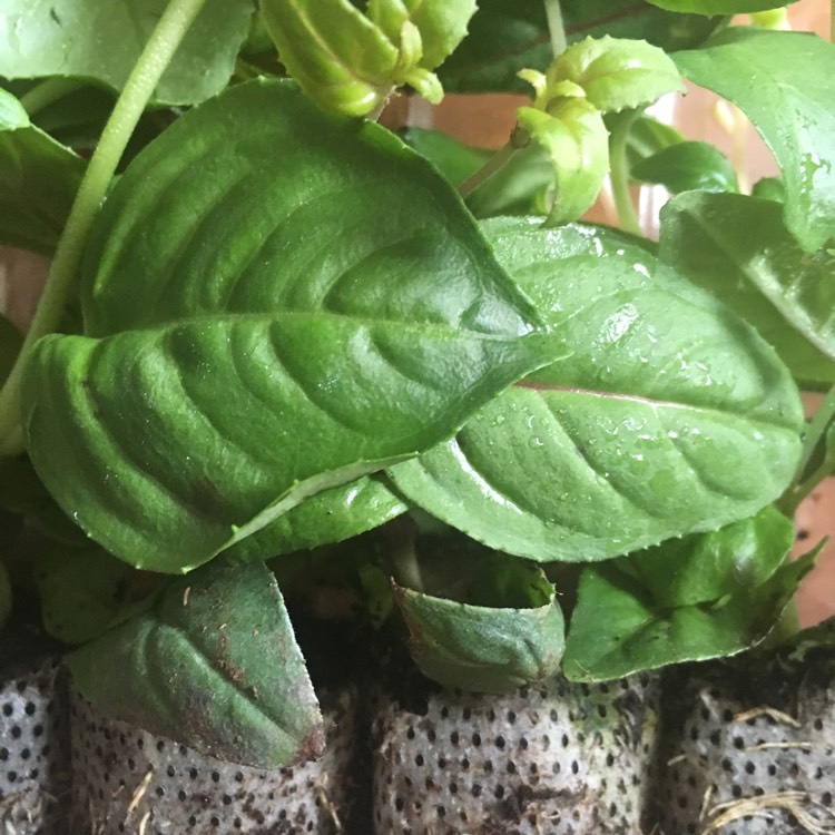 plant image 404071