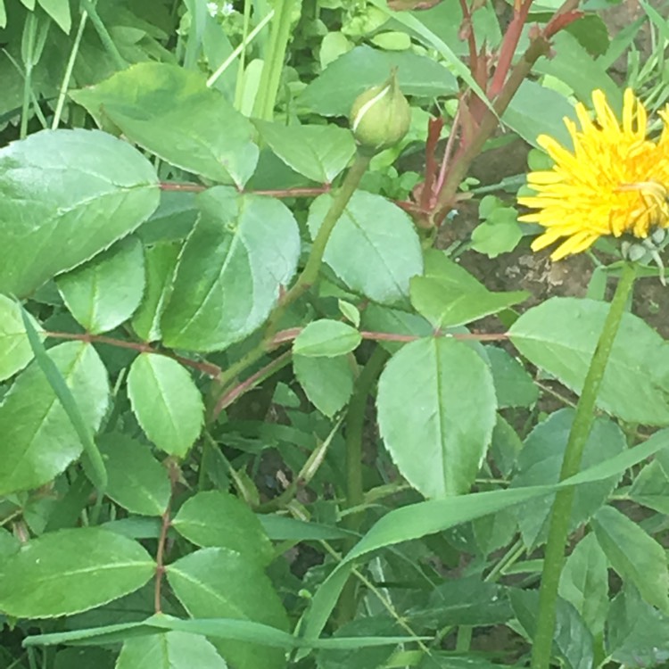 plant image 408295