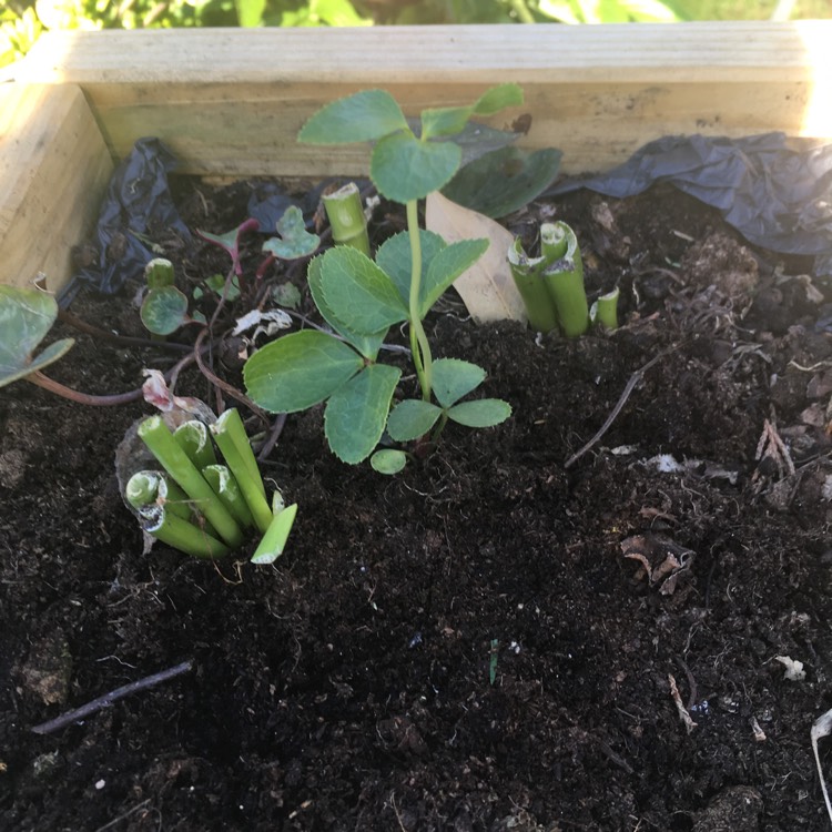 Plant image Helleborus x hybridus 'Single White'