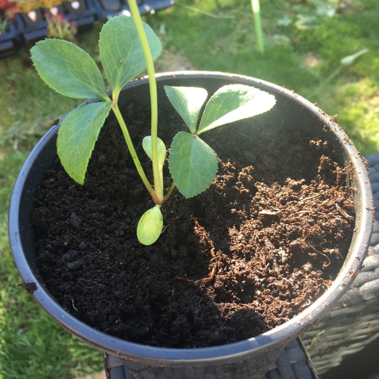 plant image 410850