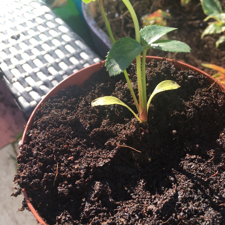 plant image 410857