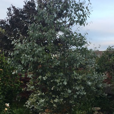 Eucalyptus gunnii