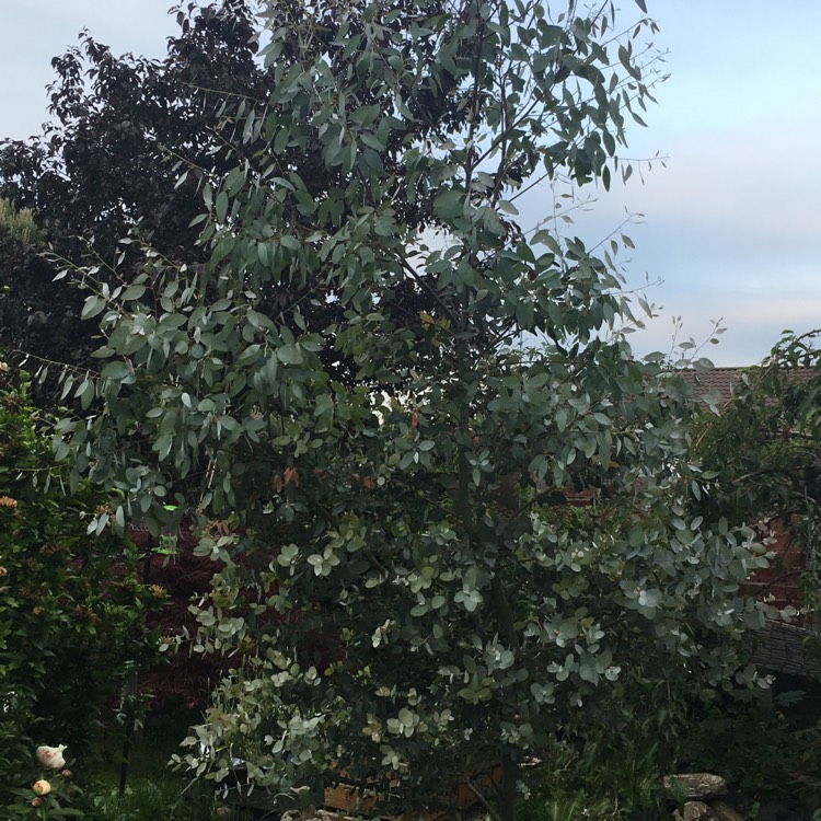 plant image 422757