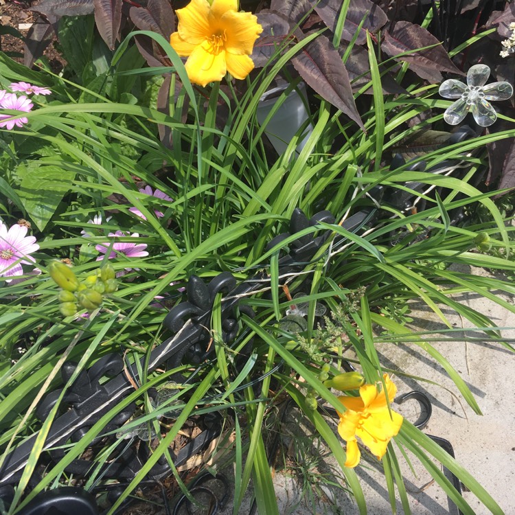 plant image 430280