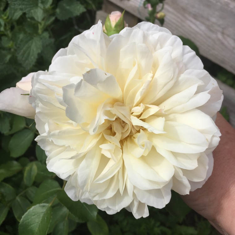 plant image 442126