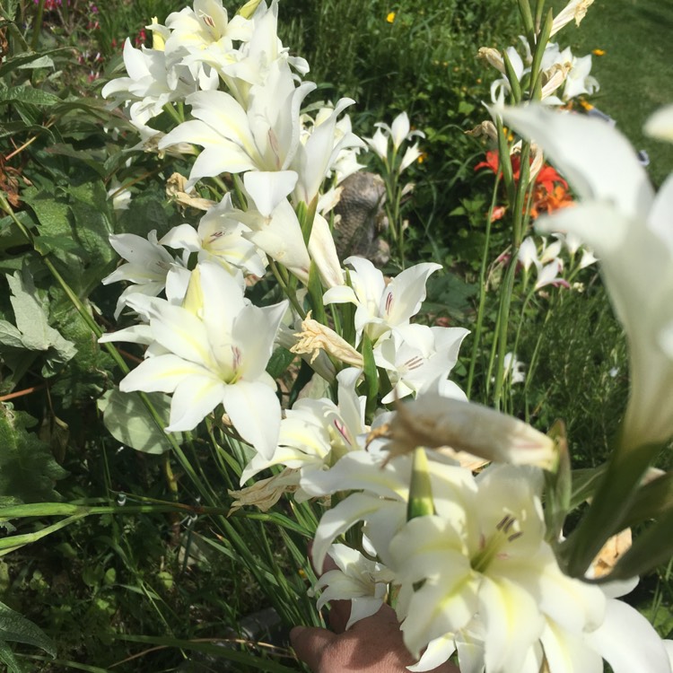 Plant image Gladiolus x colvillii 'Albus' syn. Gladiolus x colvillei 'Nana Alba'