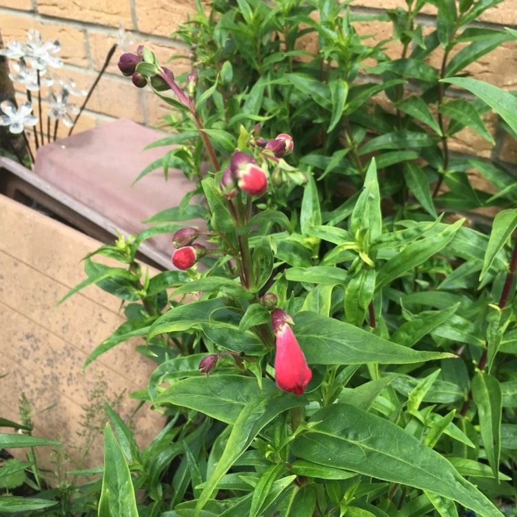 plant image 442202