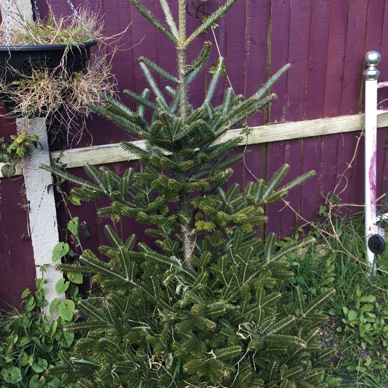 plant image 44703