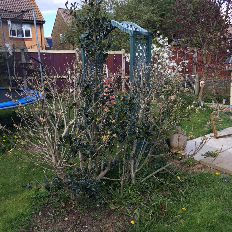 plant image 44713