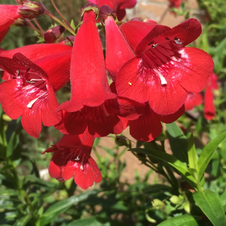 plant image 467254