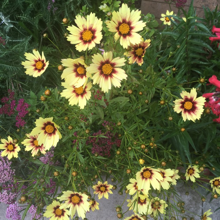 plant image 487778