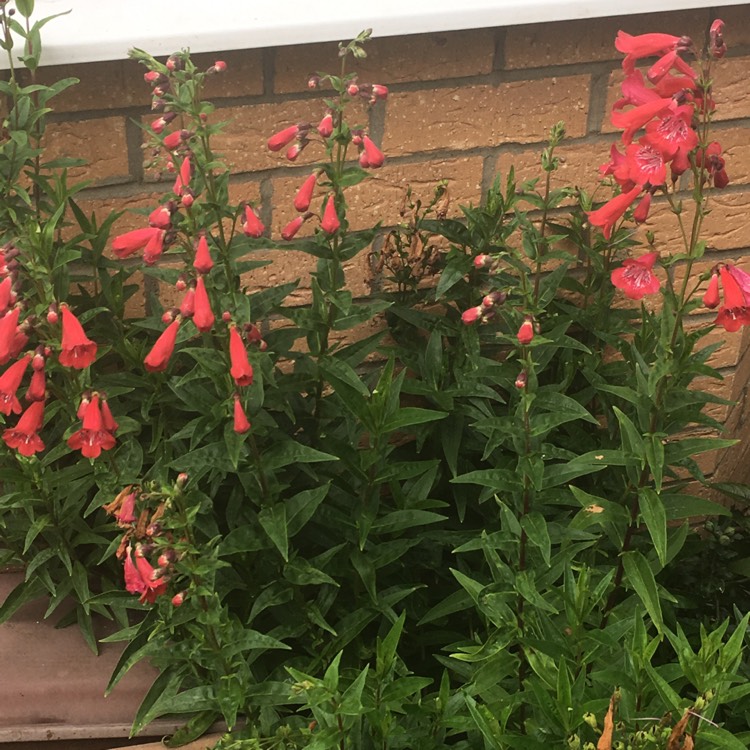plant image 487782