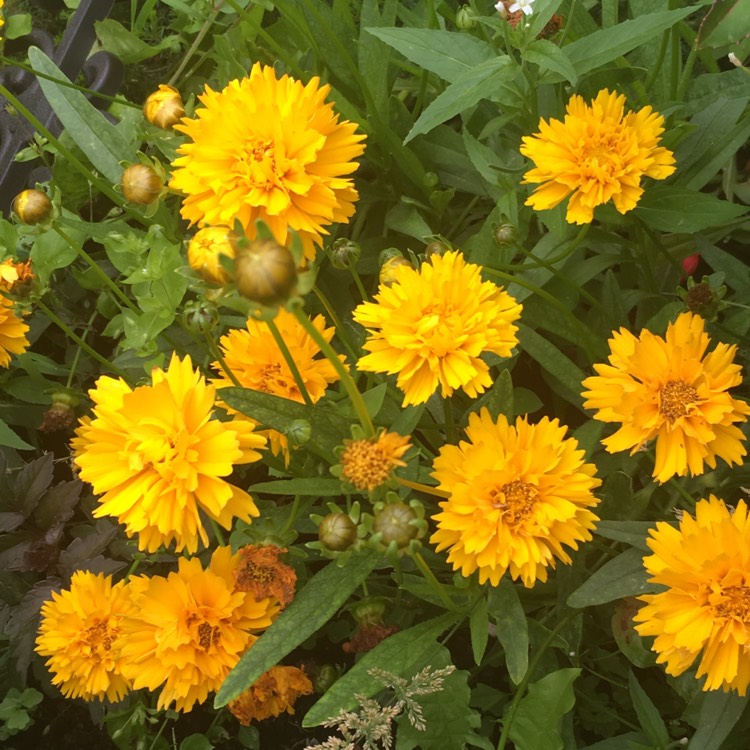 Plant image Coreopsis grandiflora 'Sunray'