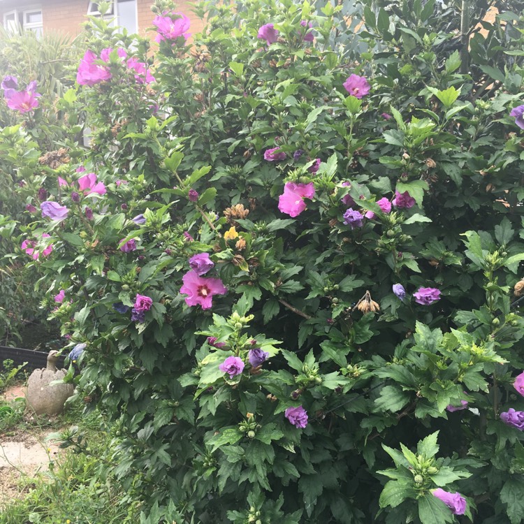 plant image 488505