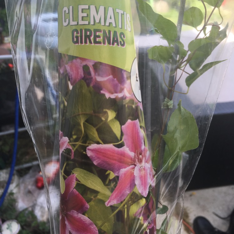 Plant image Clematis 'Girenas'
