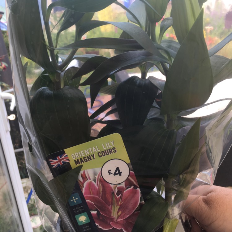 plant image 496748