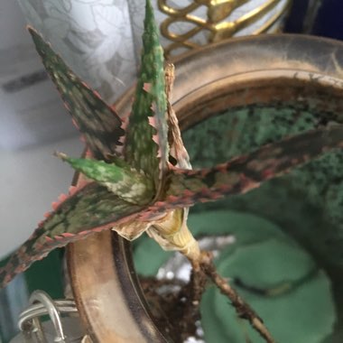 Aloe 'Franco' syn Aloe 'Lime Fizz'