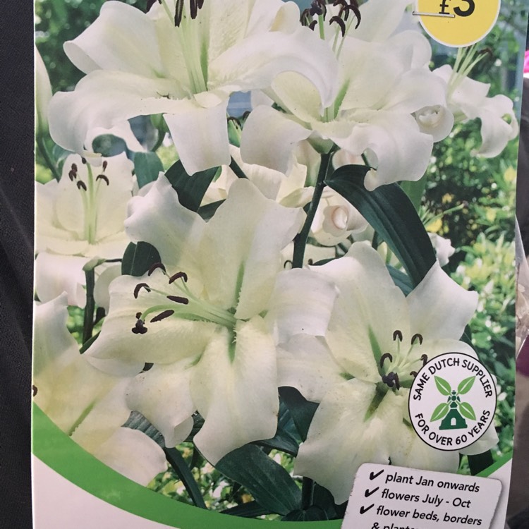 Plant image Lilium 'Pretty Woman'