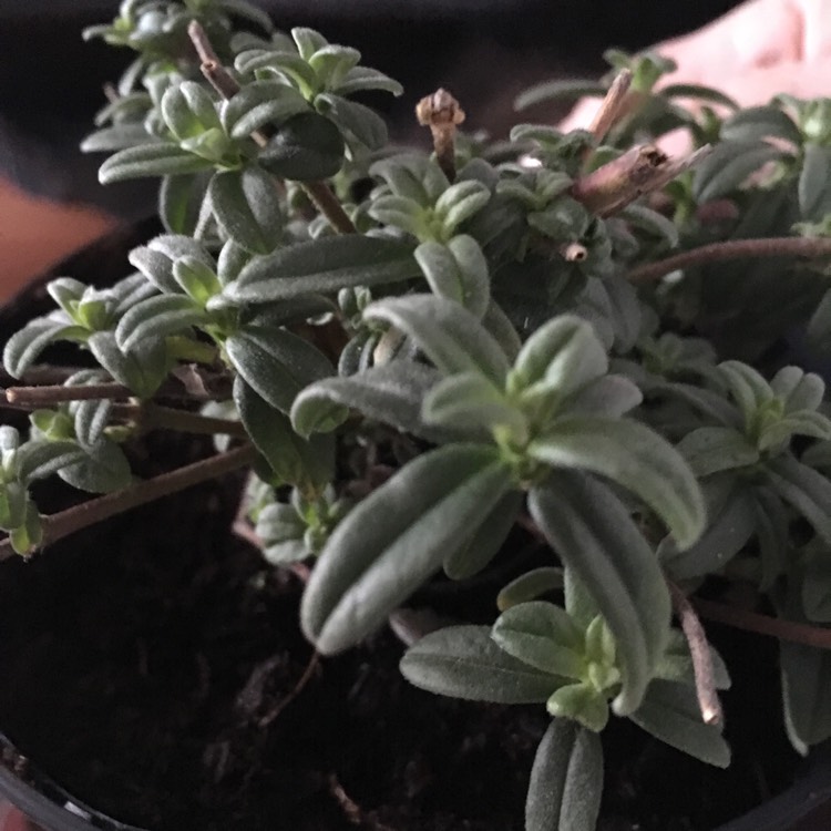 plant image 608542