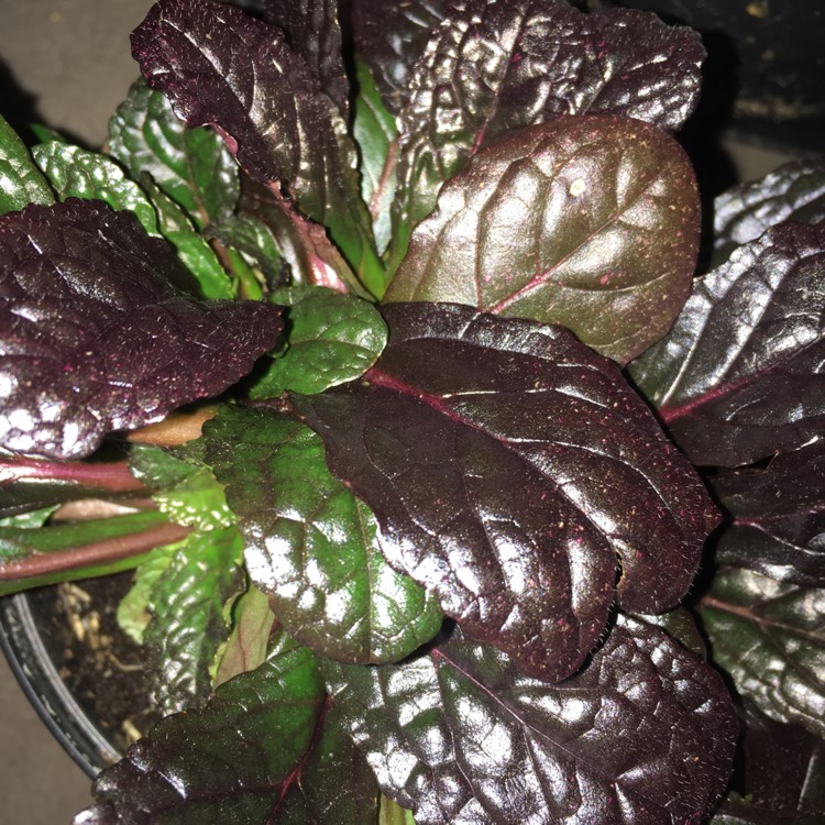 Plant image Ajuga reptans 'Evening Glow'