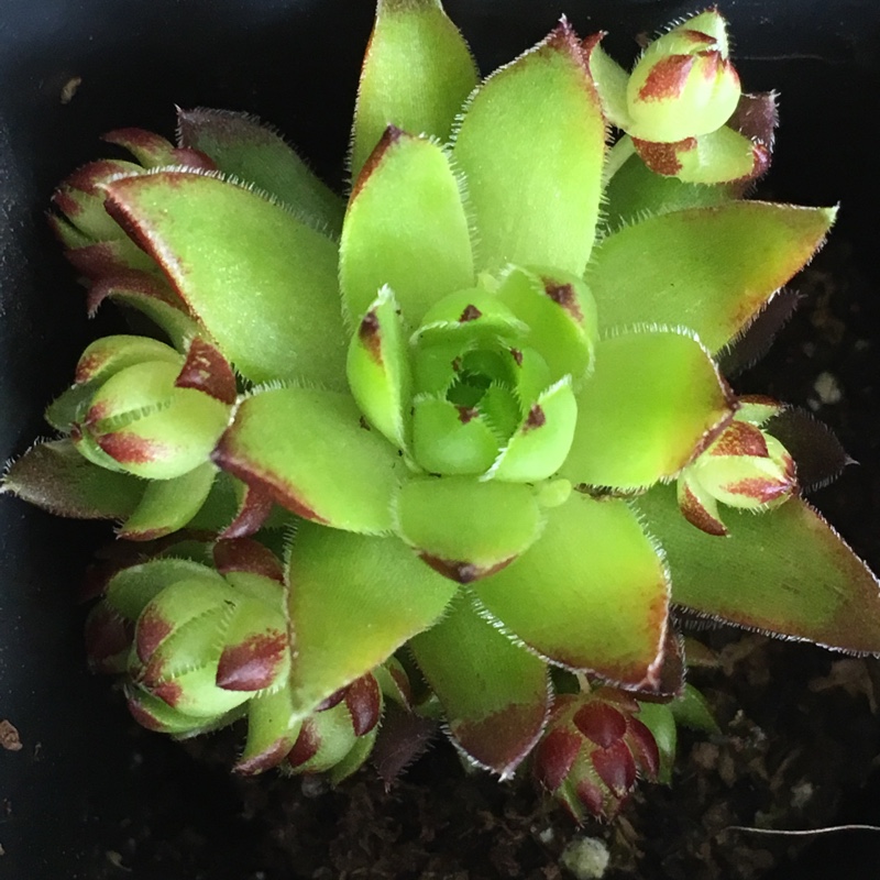 plant image 62680