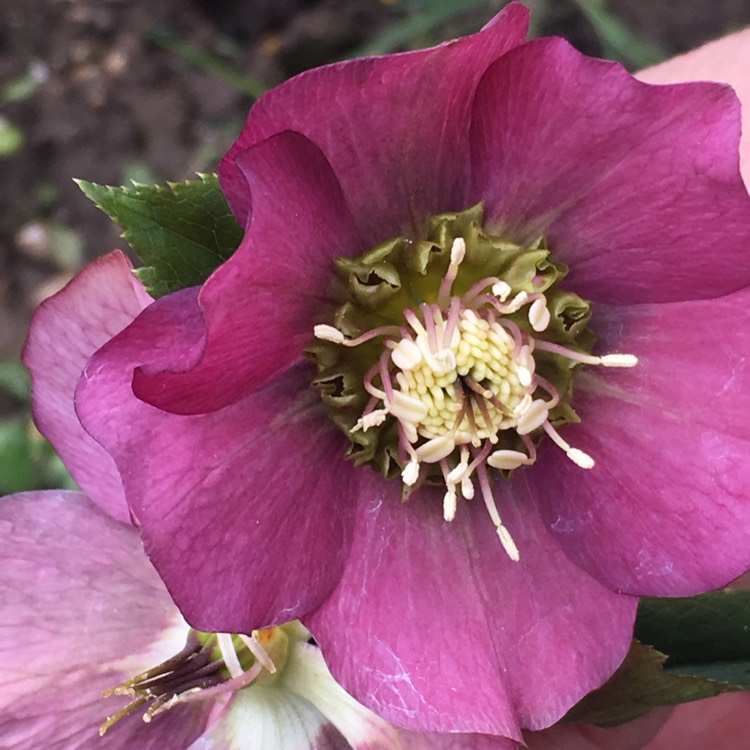 plant image 648630