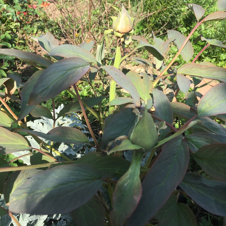 plant image 666479 plant image 666479